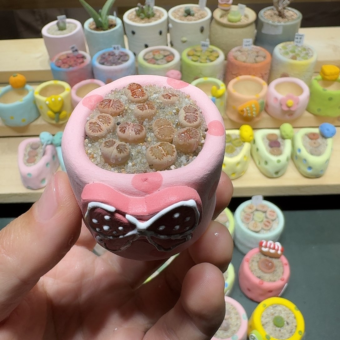 红陶蘑菇340菊纹章