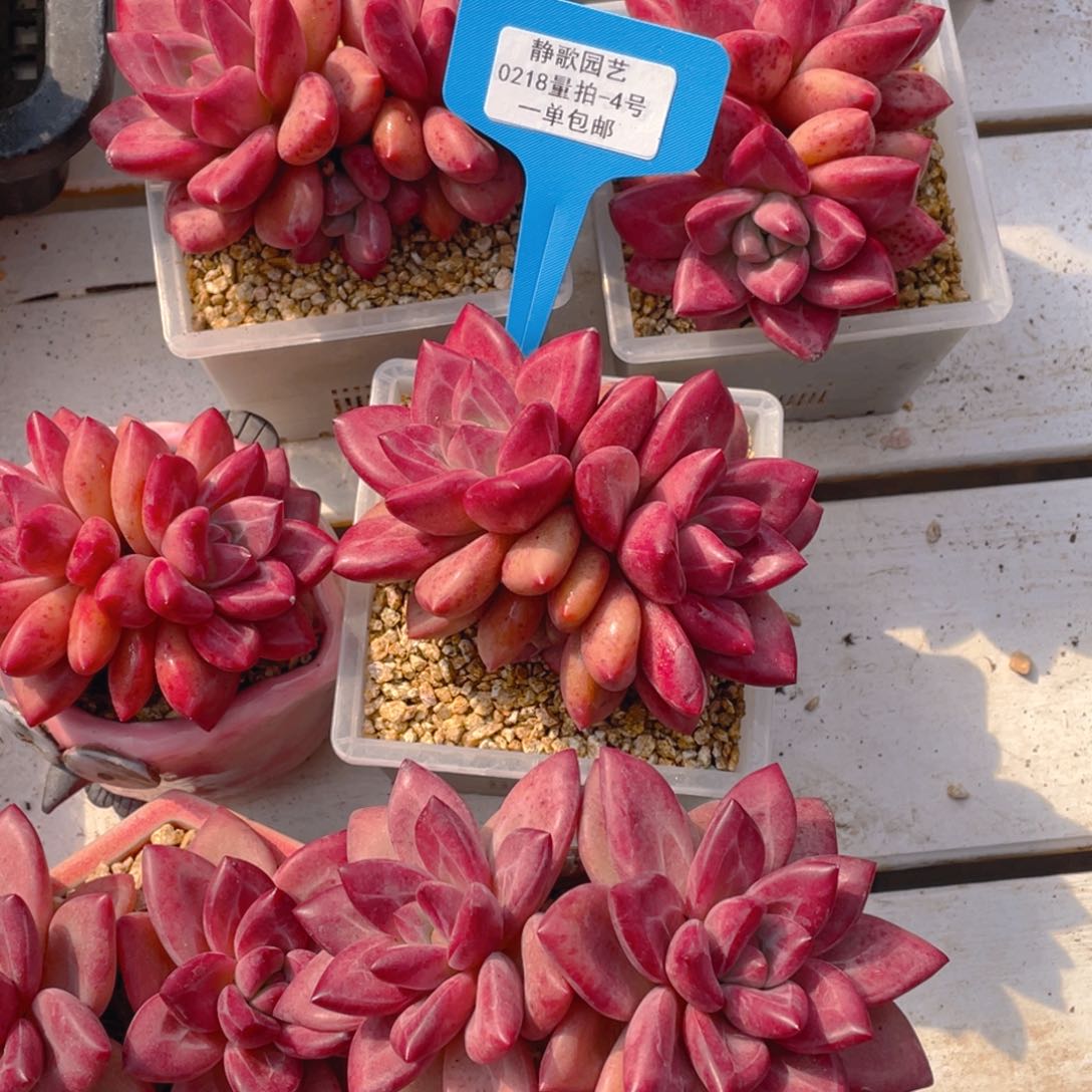 0218-4-赫菲斯托大双头福利一颗