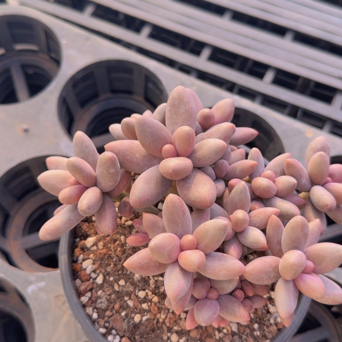 【闪购商品】糖果美人29.9