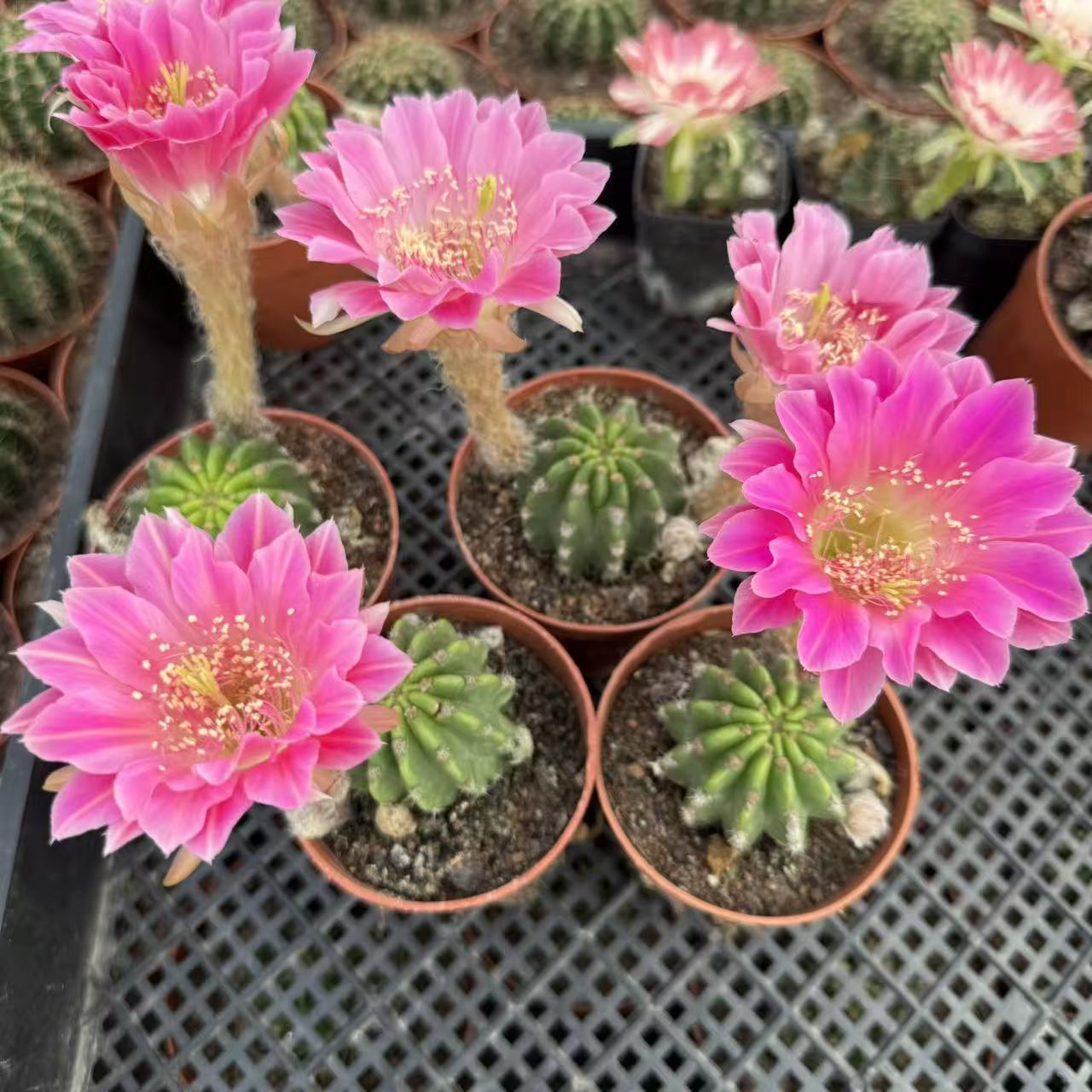 阿尔特纳4颗3-4cm  仙人球夏型种绿植盆栽