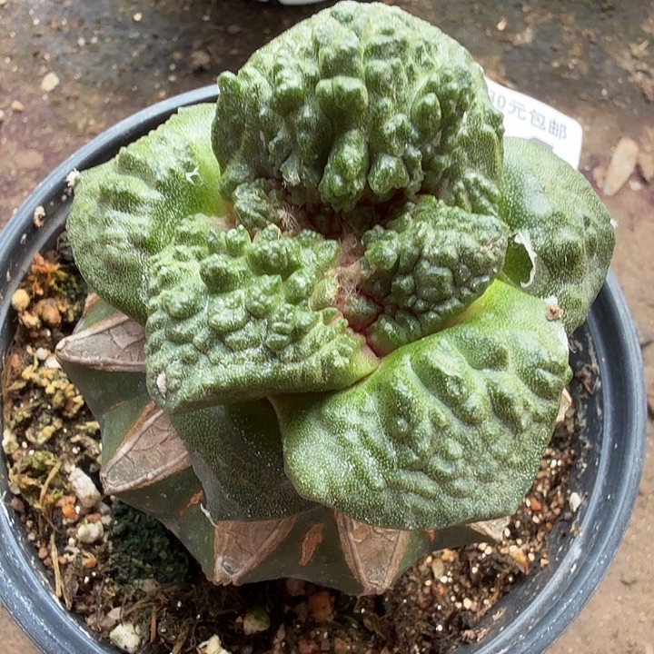 无花朵394超大尤哥斯拉东四