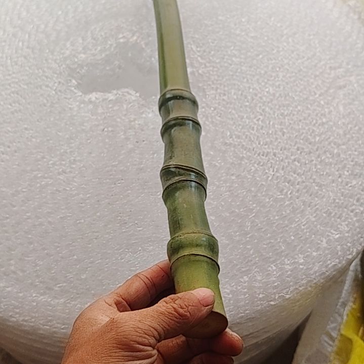 小***多法国古古怪怪古古怪怪