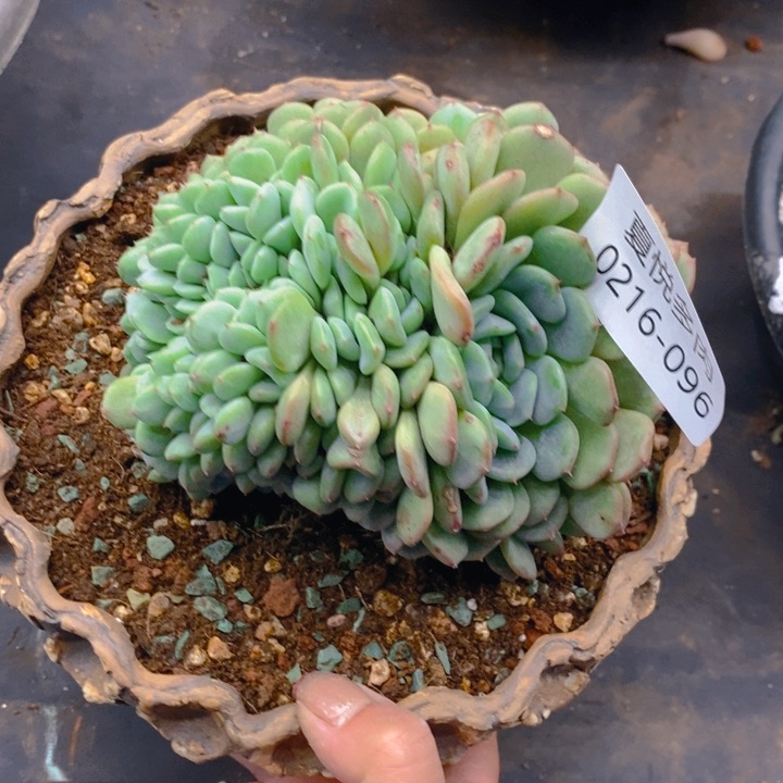 敻悦多肉 0216-96白胖子缀