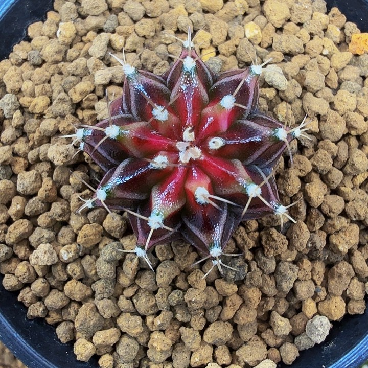 当前无花朵，栽培后可花朵