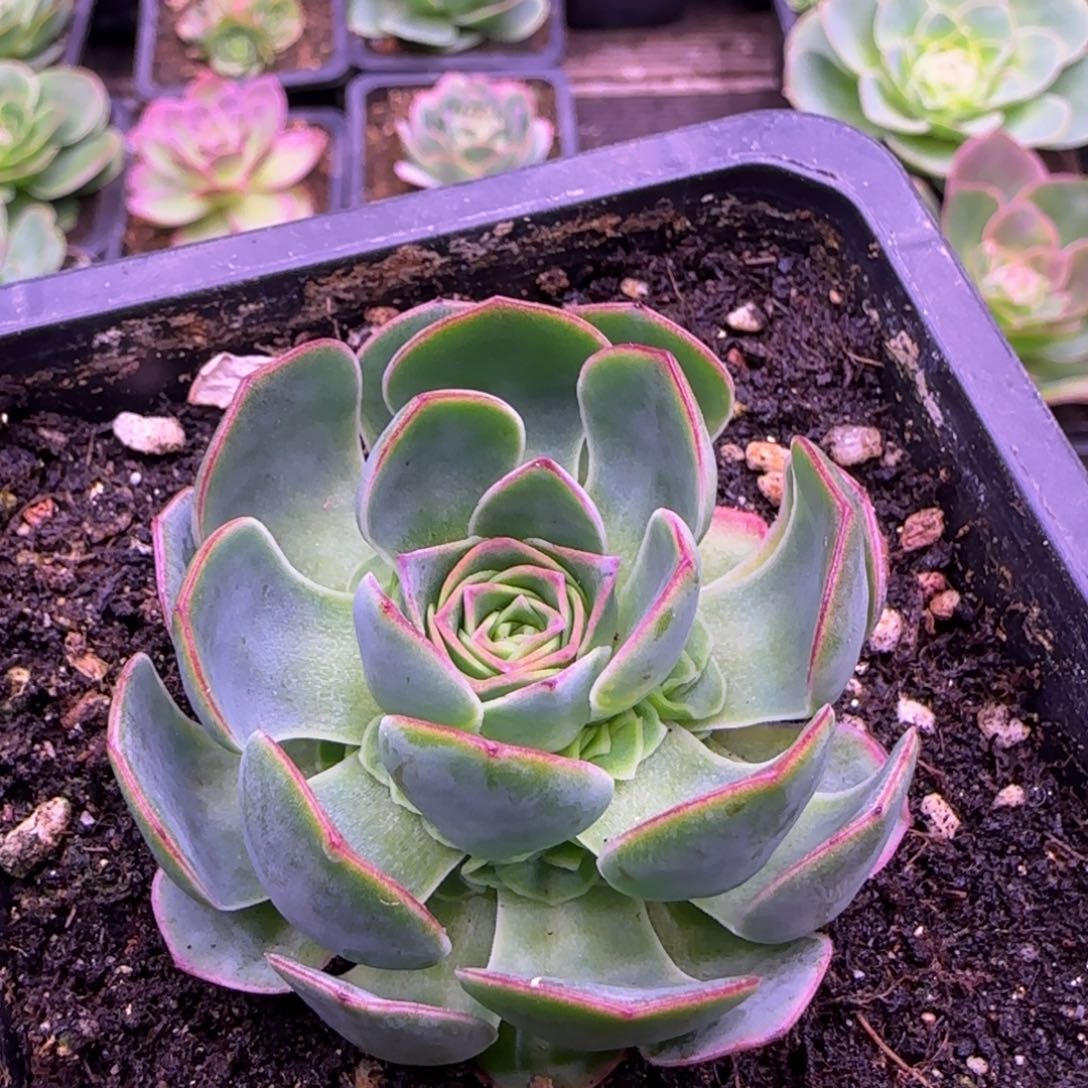 紫龙玫瑰捧花5厘米124243