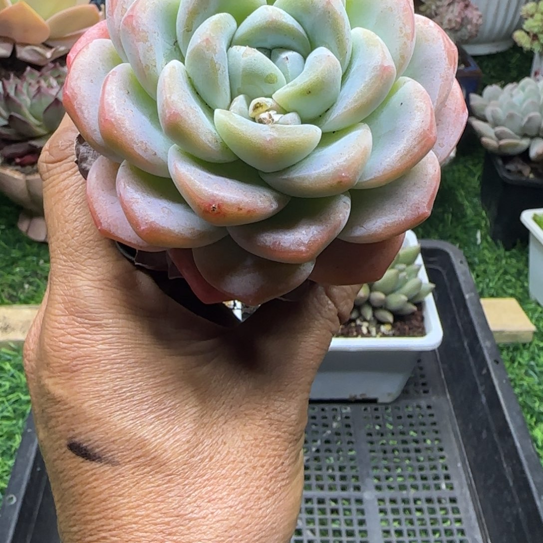 锦安精品多肉植物234