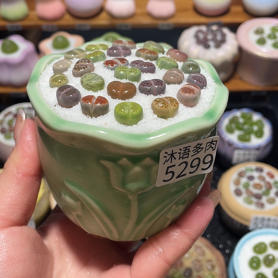 带盆土植物 一物一拍5299