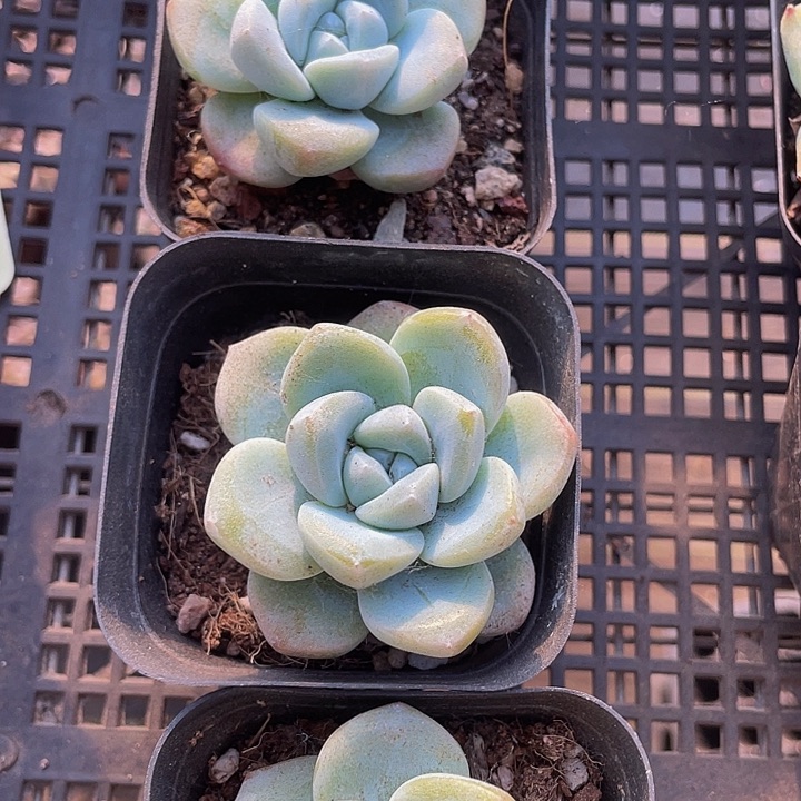 6.5方盆冰玉带盆土发