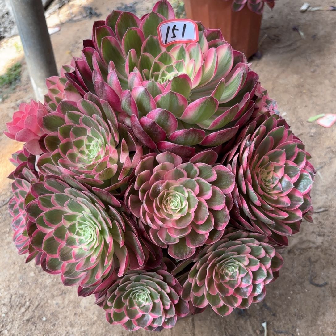无花朵151西施多肉植物