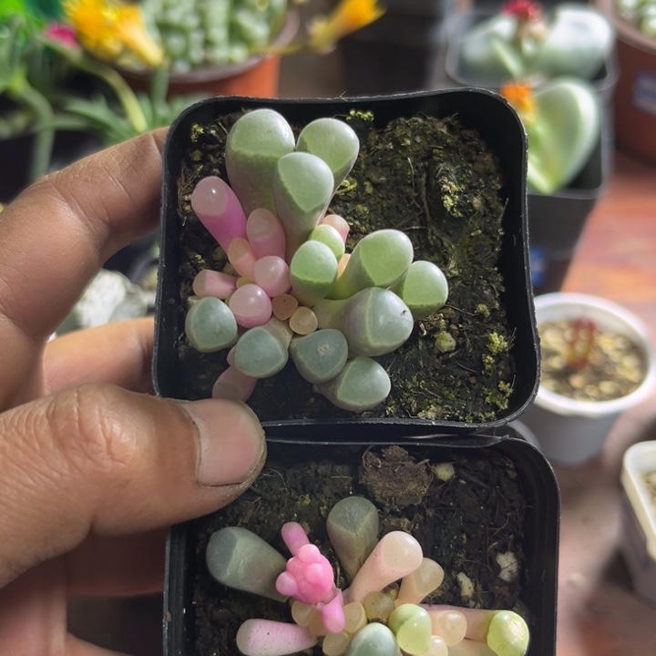可爱多肉嘟嘟五十铃玉015