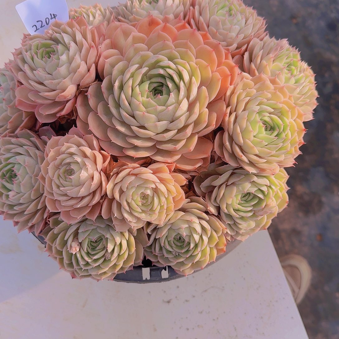 2204昂斯诺多肉植物