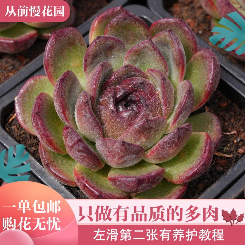 020-溜溜球-从前慢花园东云系多肉植物
