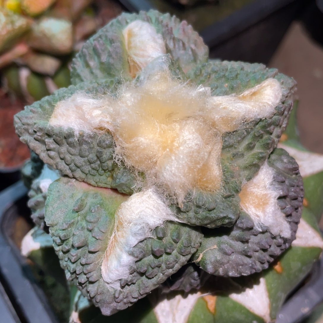 雪顶大型菜花牡丹 仙人球