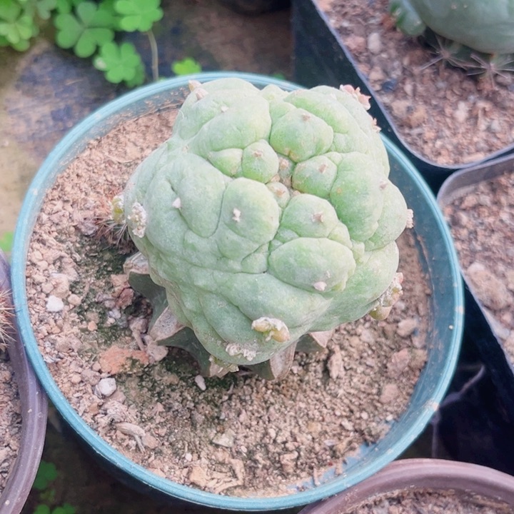 草球嫁接草球开花