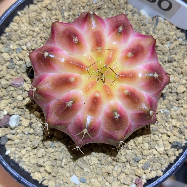 轮回 牛奶浴 太美了叭