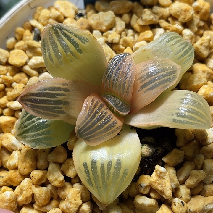 688糊斑夜想之森锦福利