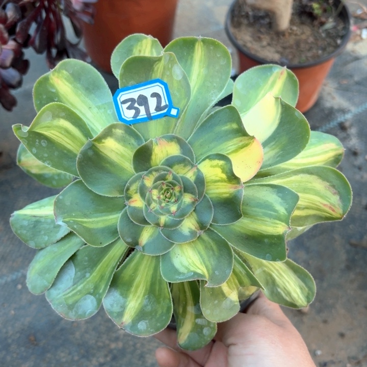 暴君392一物一拍多肉