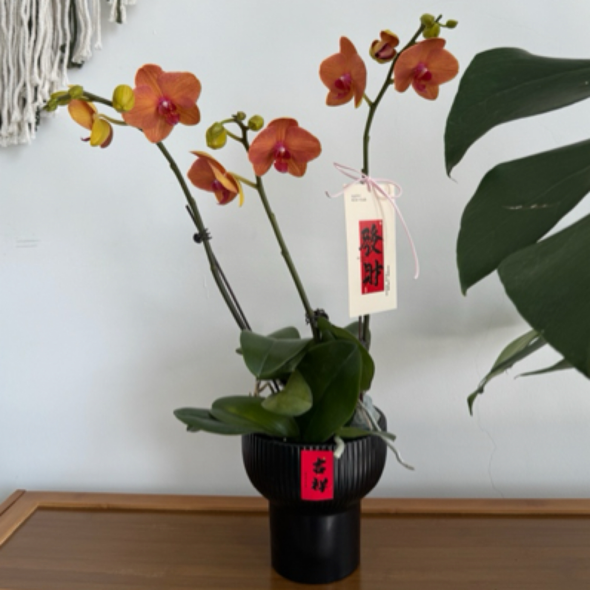 3株金色紫边蝴蝶兰带盆