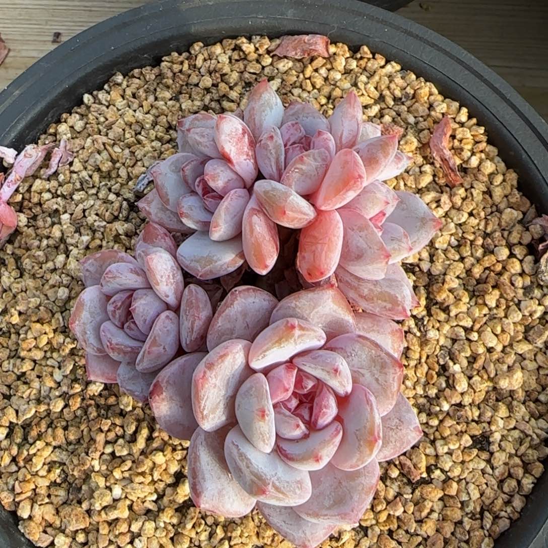 橙梦露群发货多肉