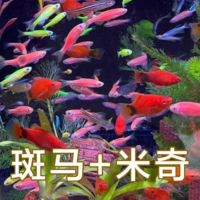 【斑马+米奇】小型淡水鱼新手练手鱼易活好养热带观赏鱼