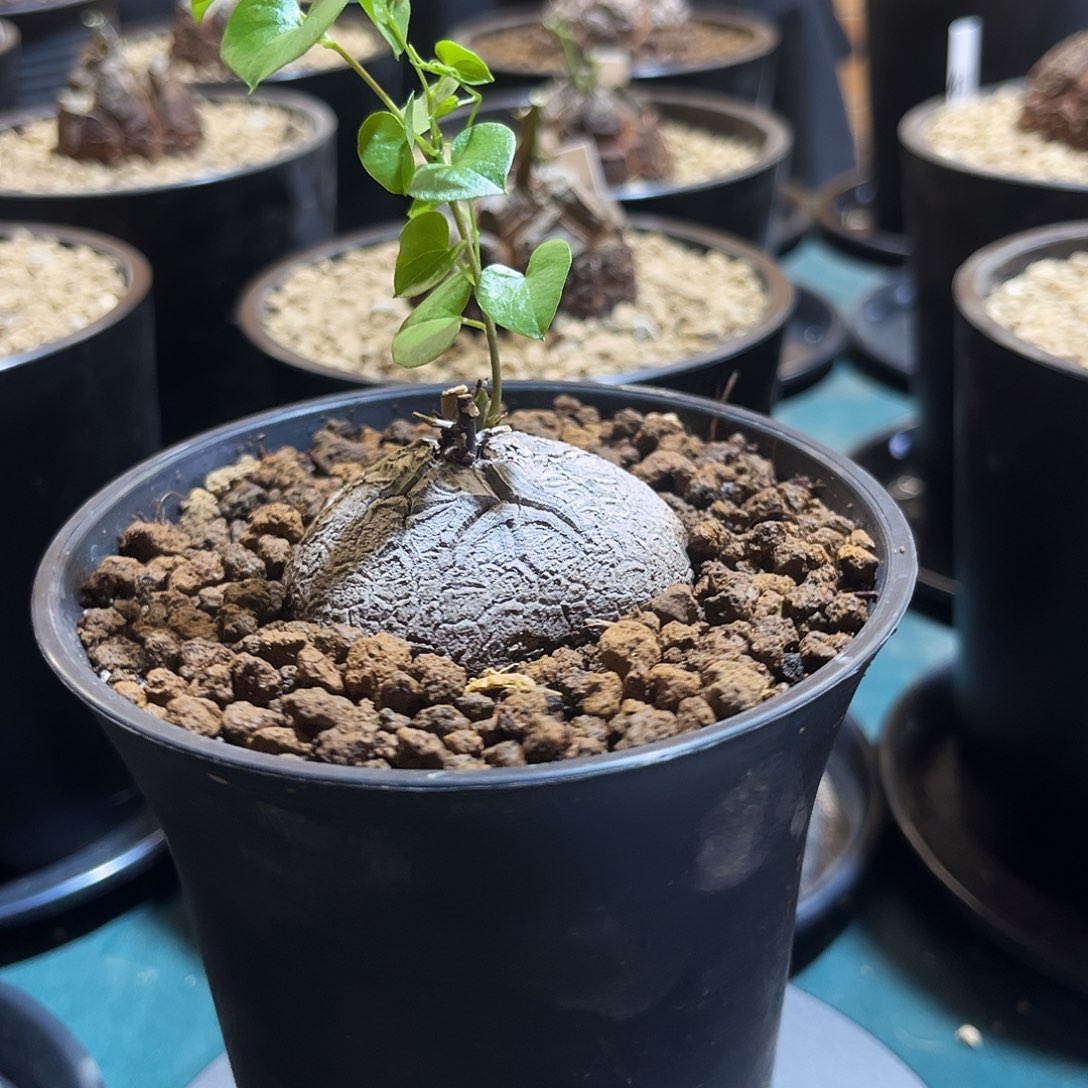 631龟甲龙765887789