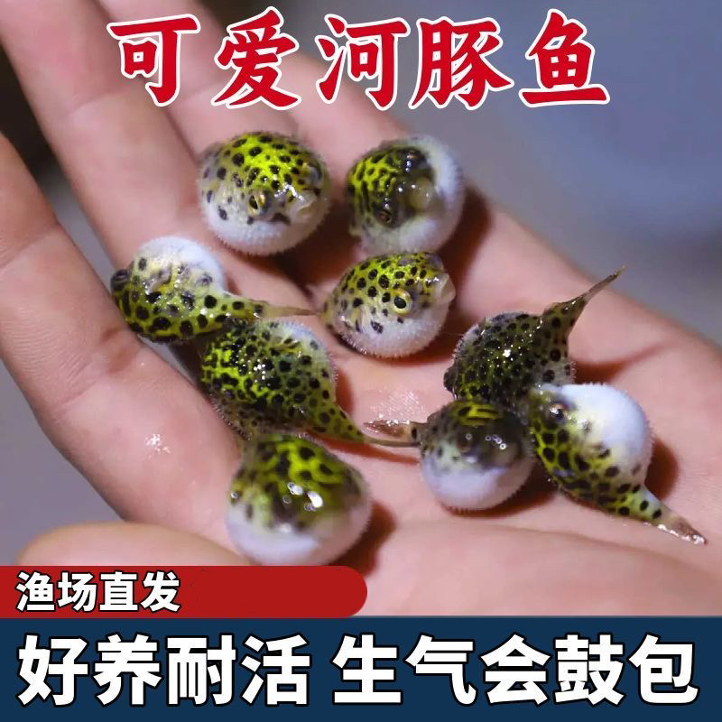 网红呆萌可爱河豚鱼金娃娃淡水观赏鱼潜水艇小型生气鼓肚子宠物鱼