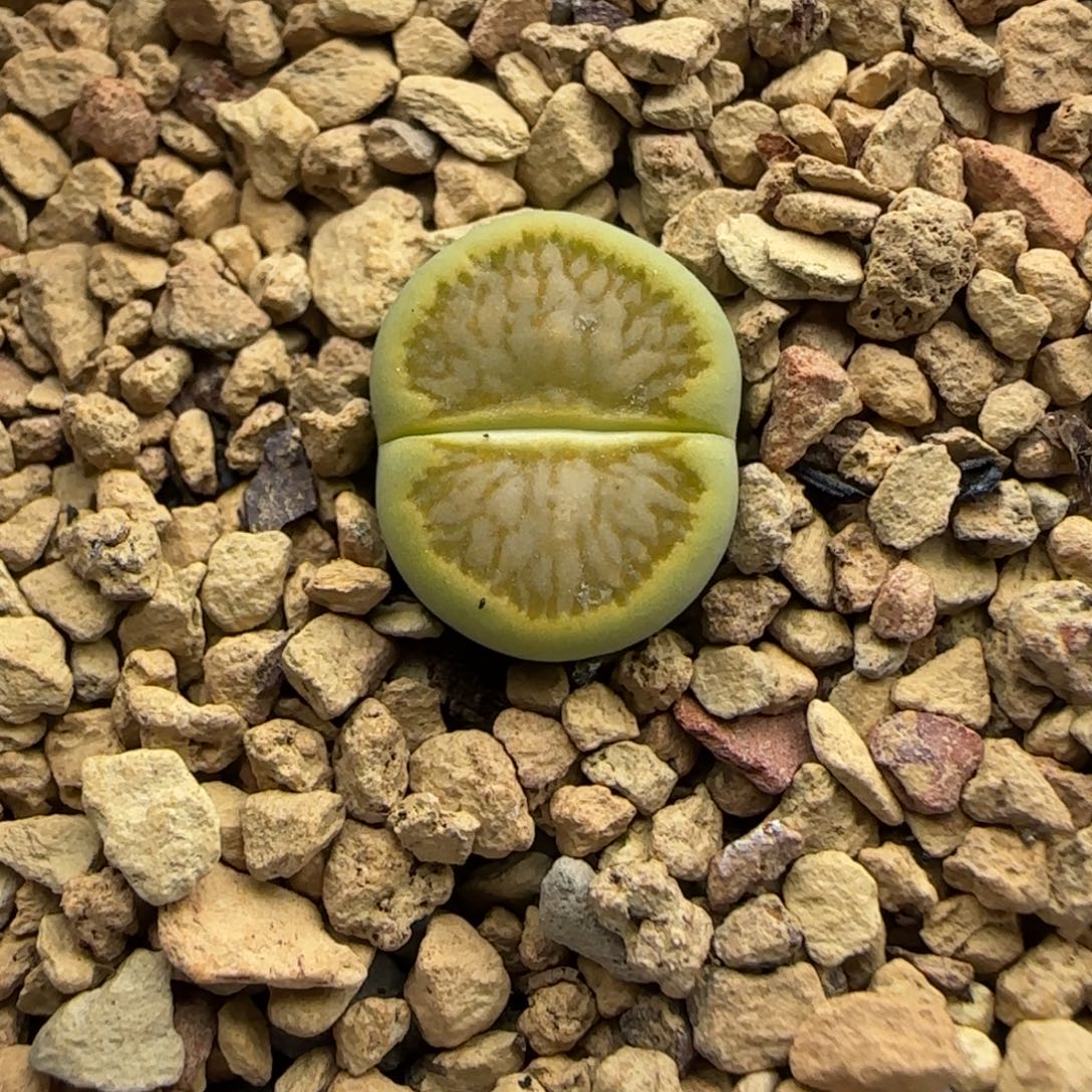 915 生石花大棚直播