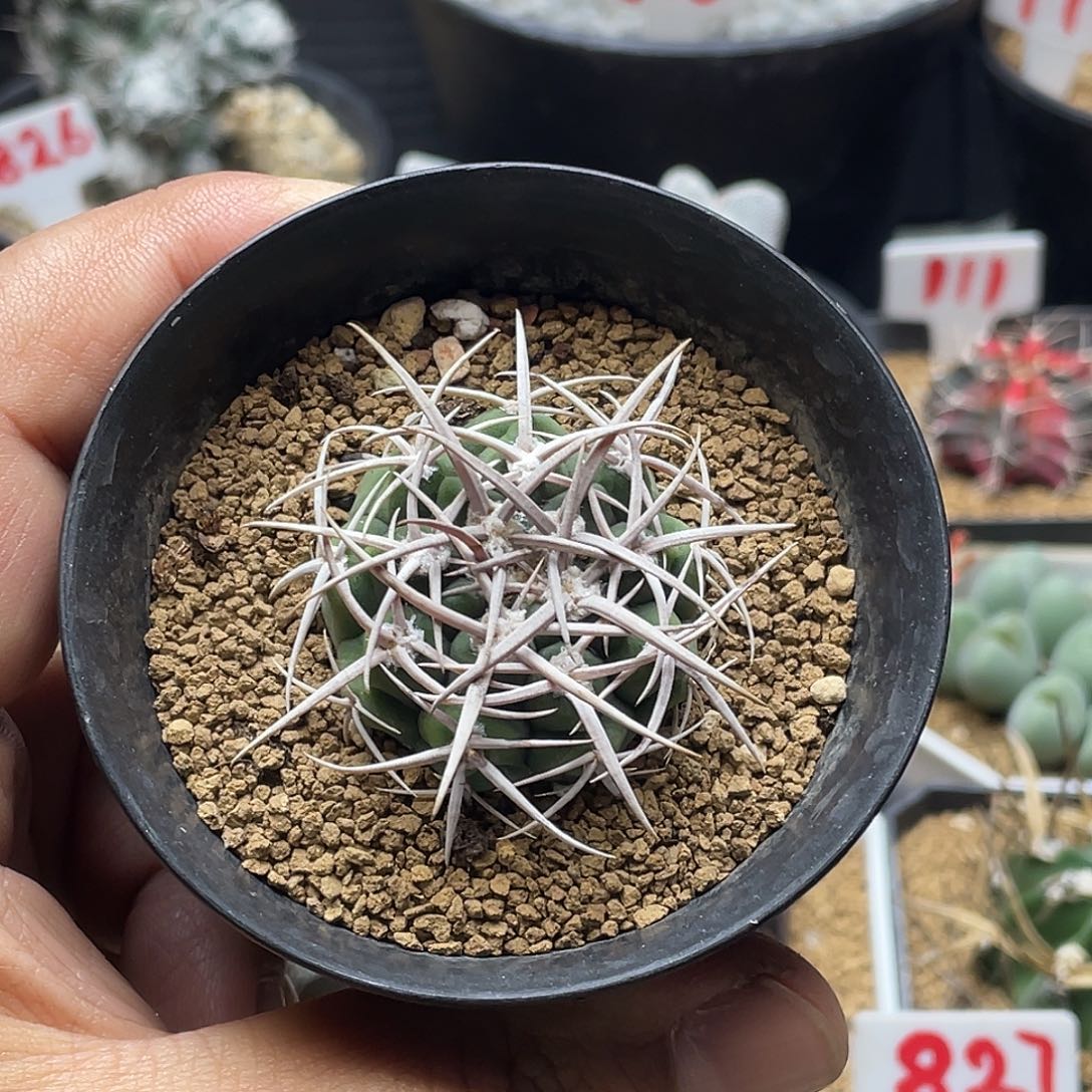 实生五十铃狂刺碧岩玉