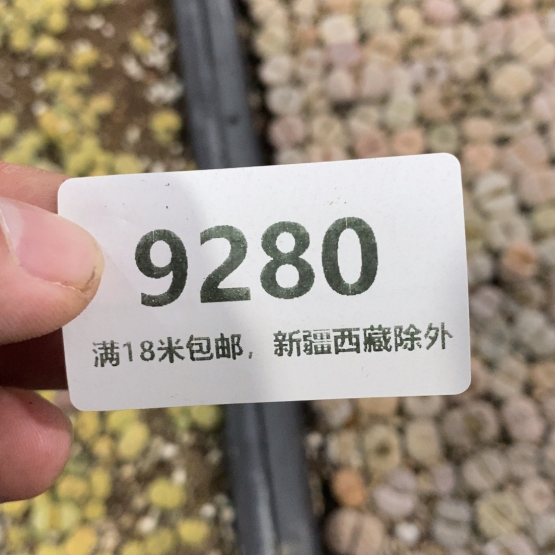 清***鱼9280。               
