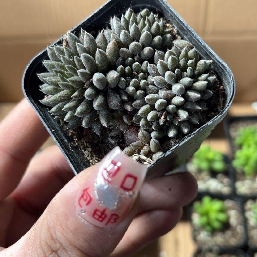 滇石莲单头发货有根发货