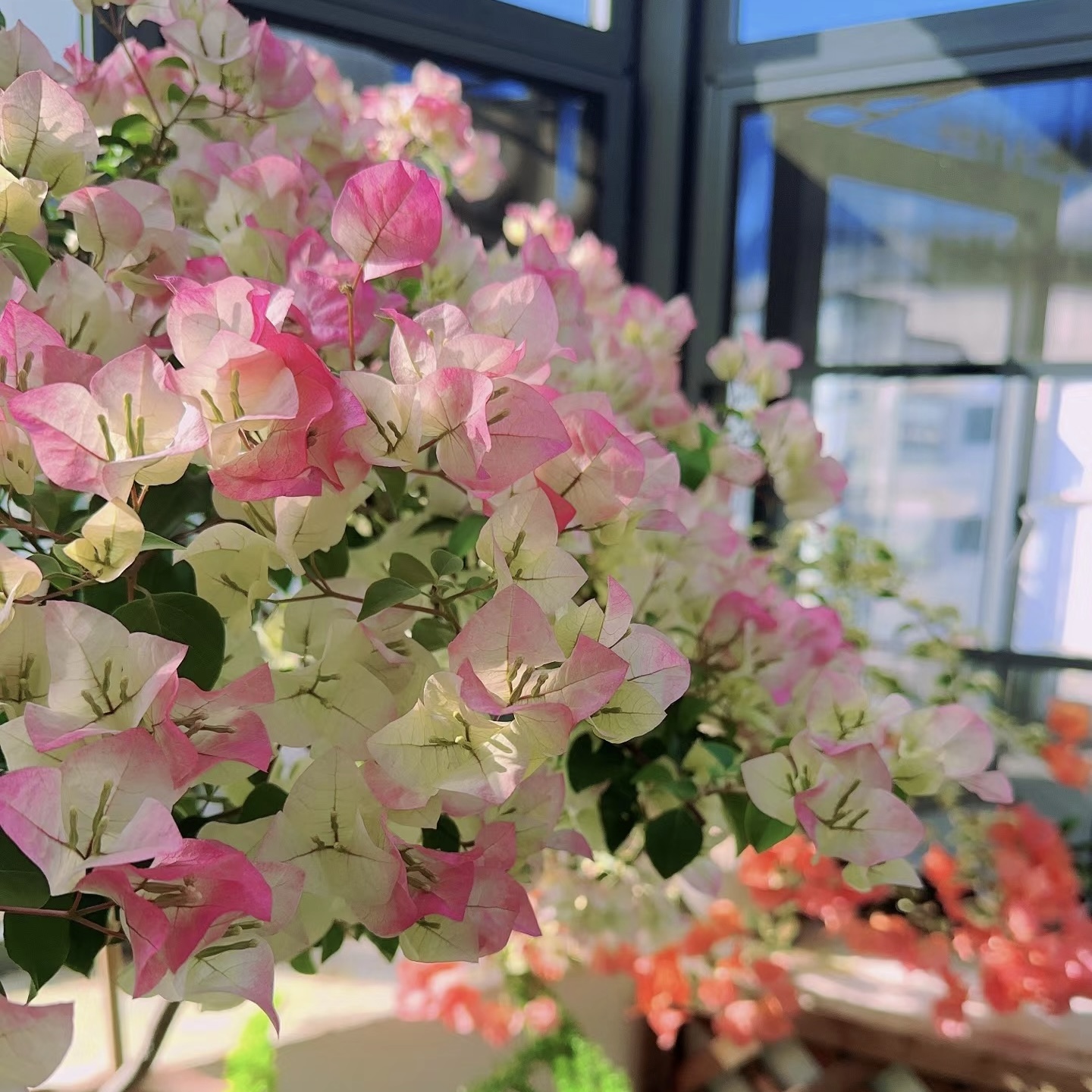 绿叶樱花三角梅勤花耐寒耐高温飘枝爬藤勤花高级好养易活