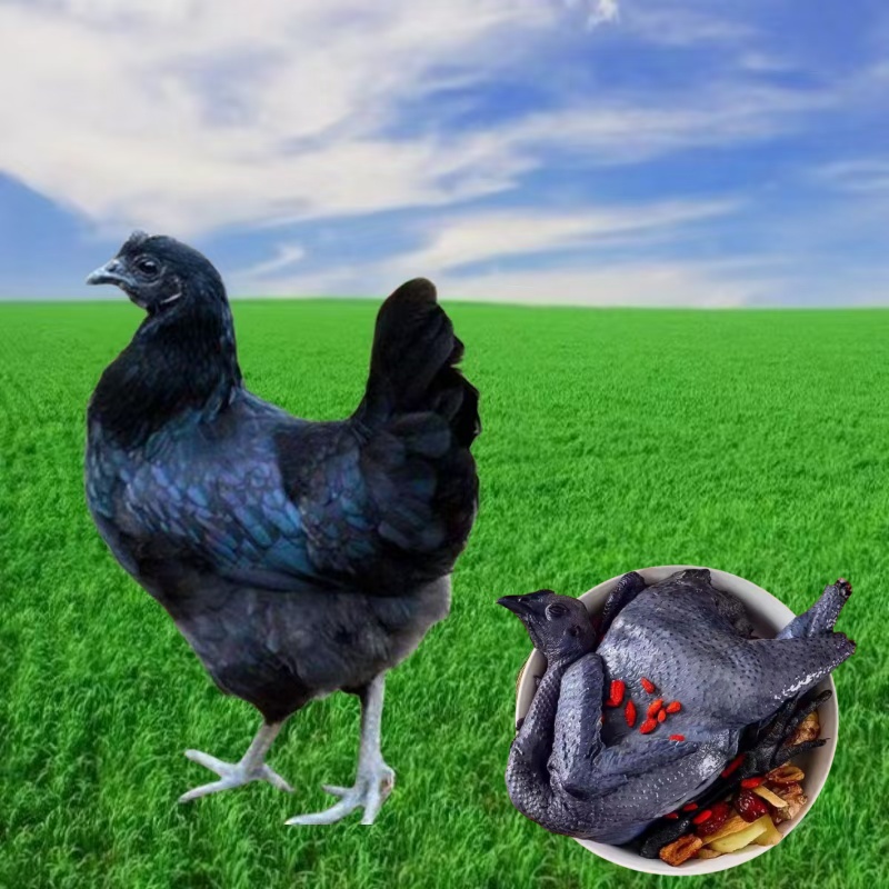 【10只】五黑鸡整只发货鸡肉鲜美单只半斤左右