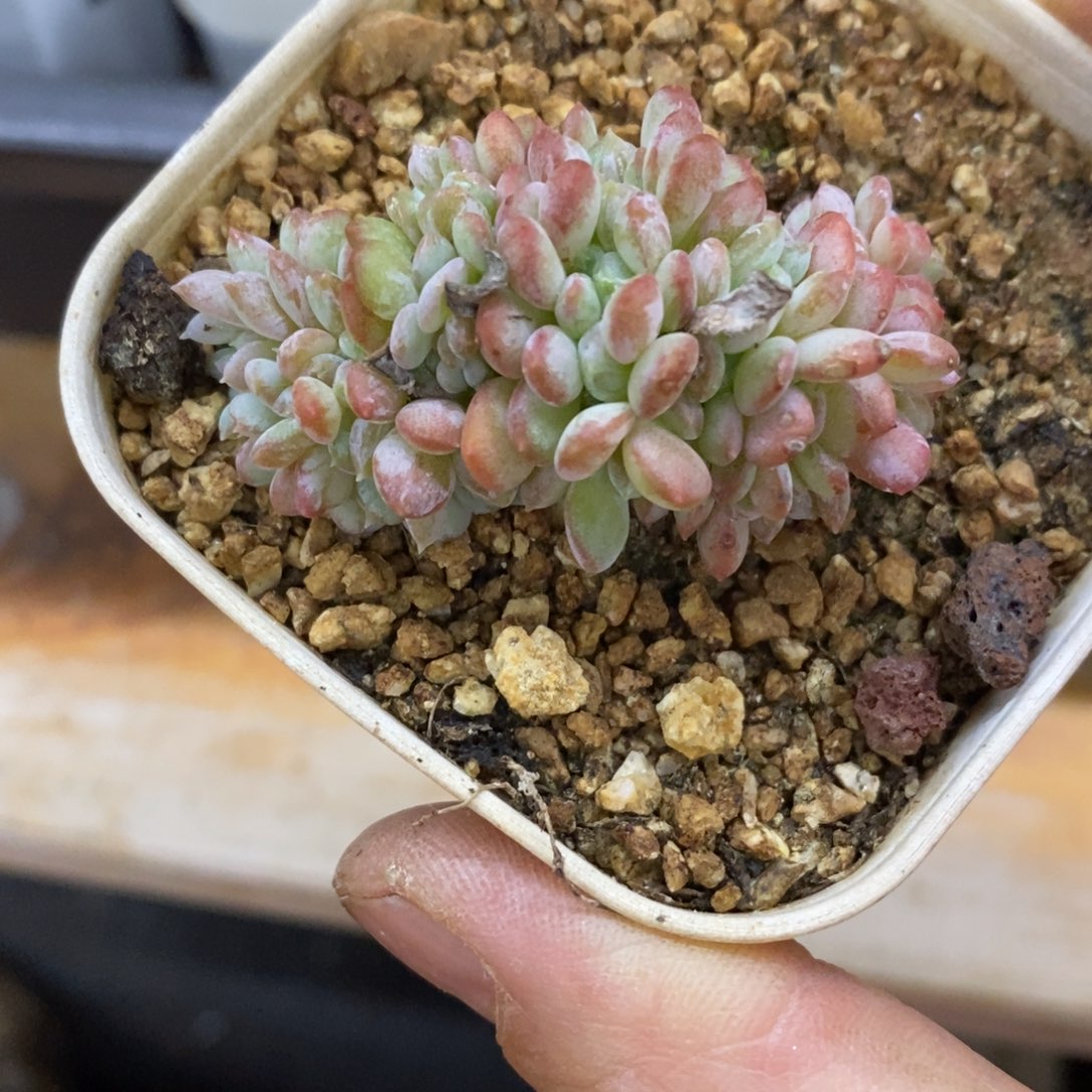 精品多肉一物一拍不包整246