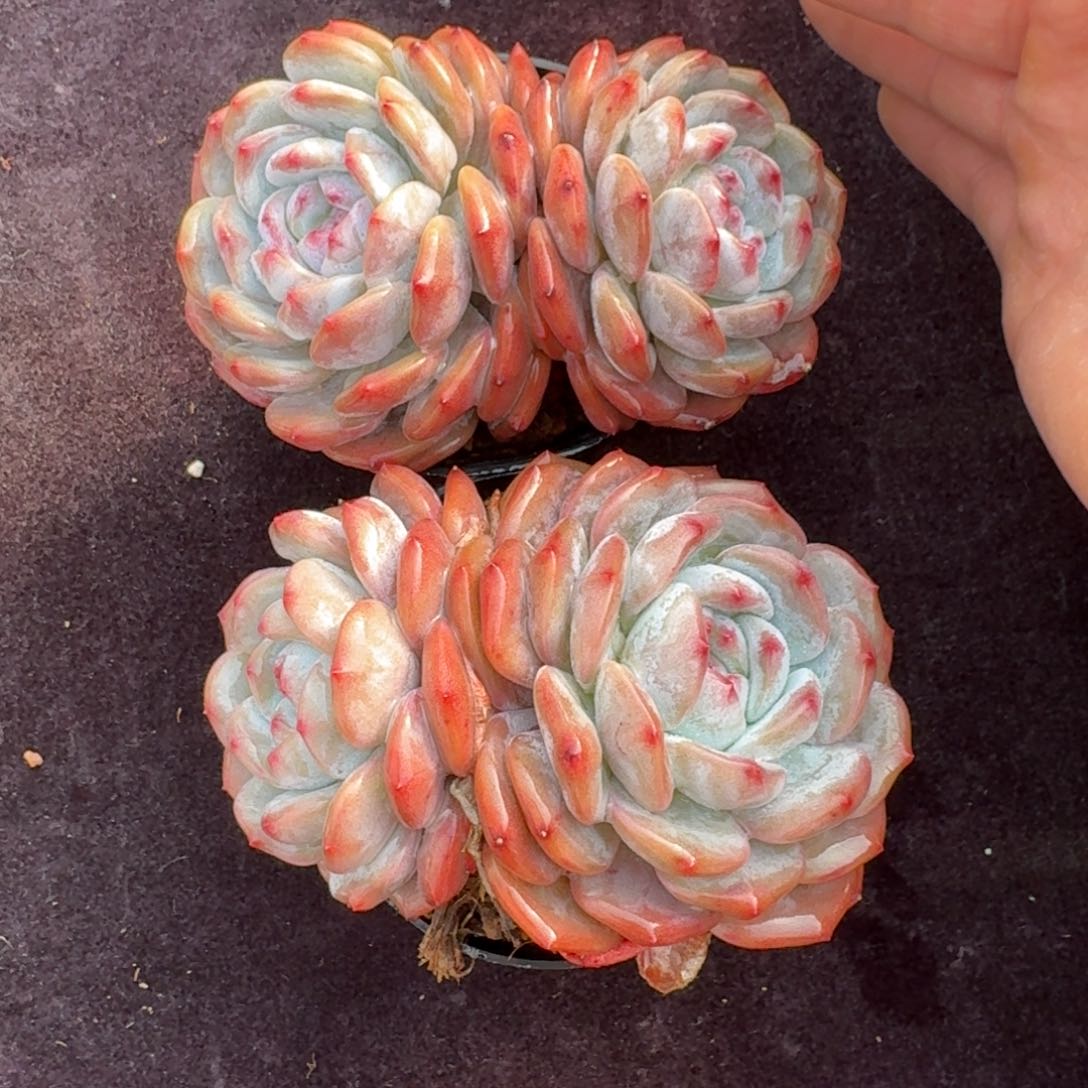 2颗一起一物一拍12厘米的尺寸一物拍