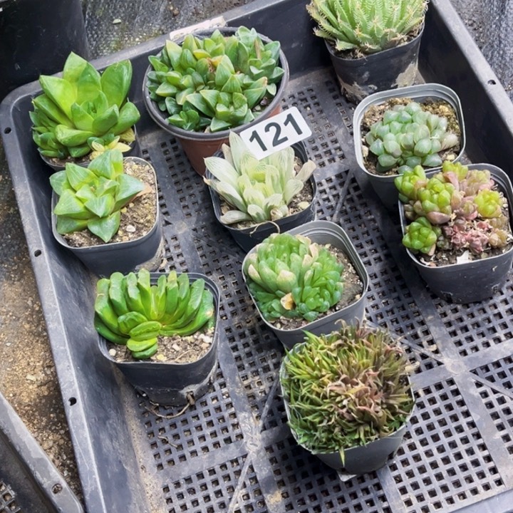 雨露121 带盆一物一图如图带