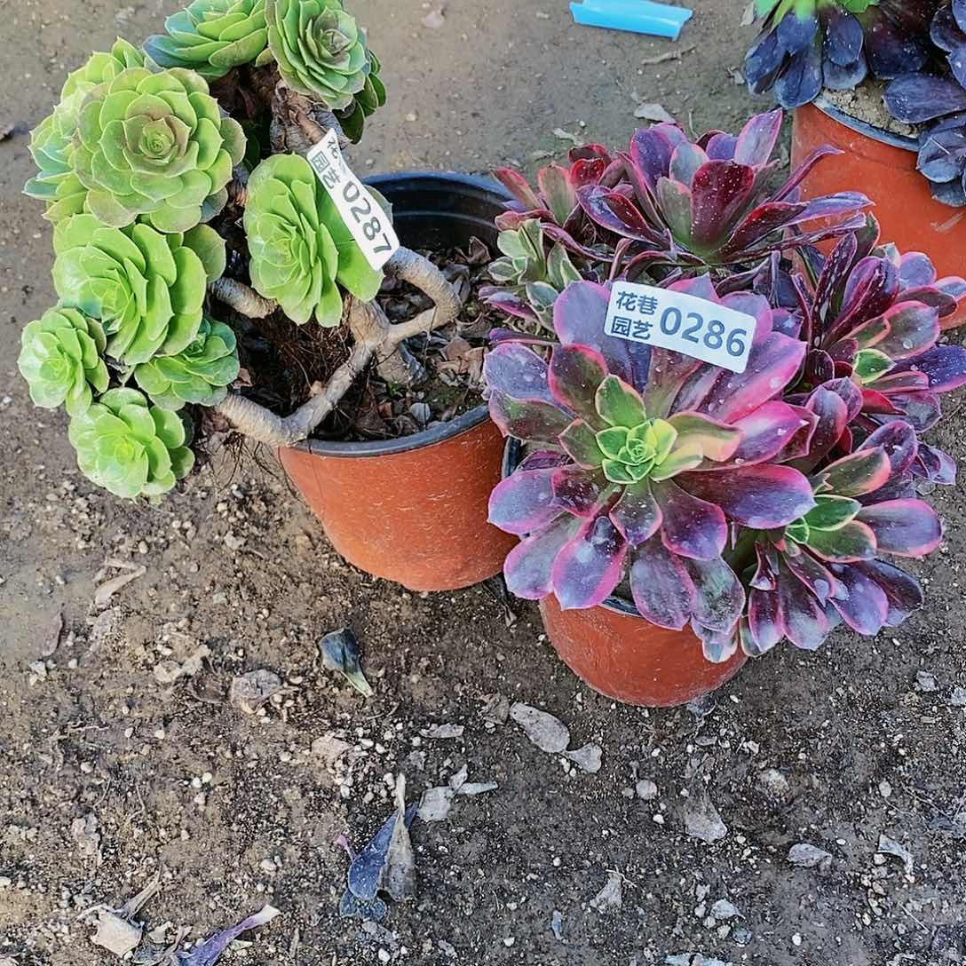 287+286 号20包邮不包断枝