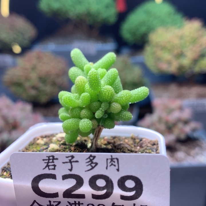 c299金桔枝干番杏