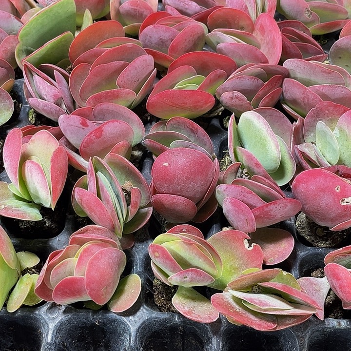 小唐印1元带土发货