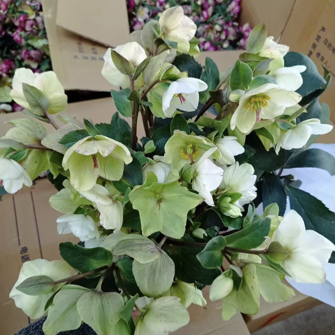 铁筷子柠檬心耐寒植物宿根盆栽庭院阳台冬季开花好养易活花期长