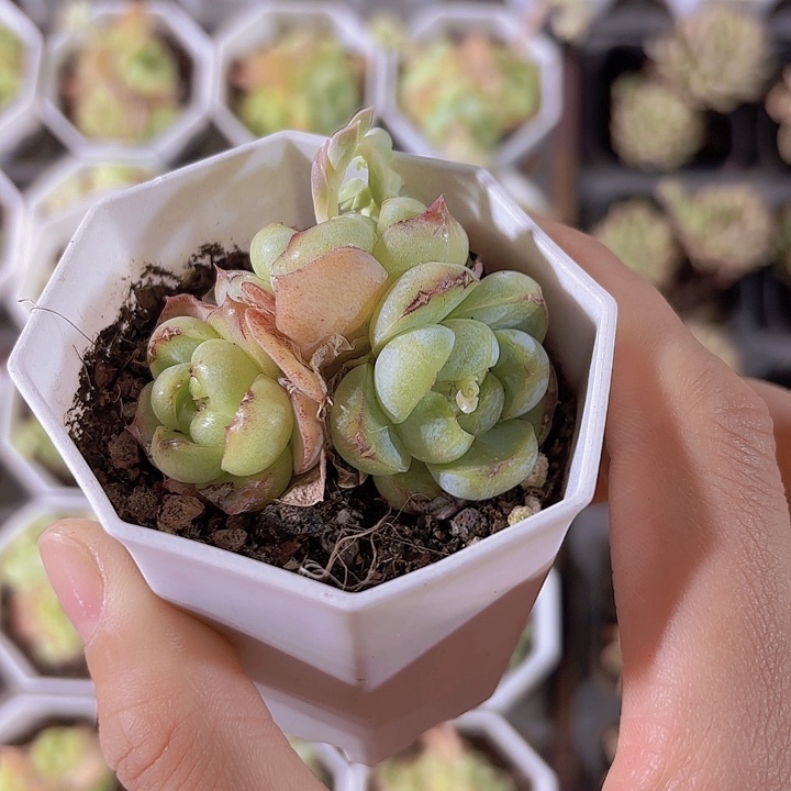 胖虎多肉植物 多头