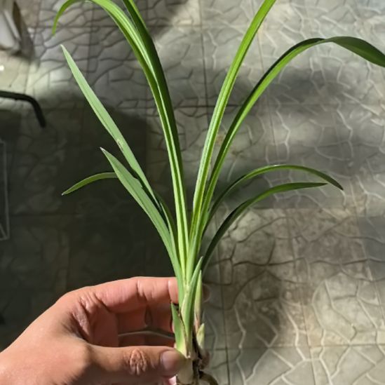 完全开放天府荷龙头苗