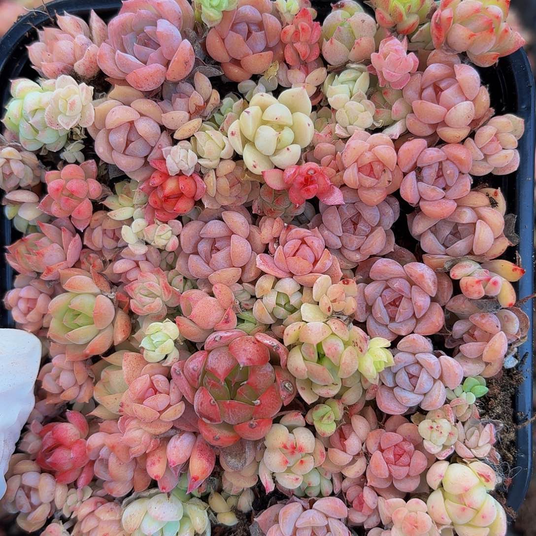 多肉植物多肉植物145
