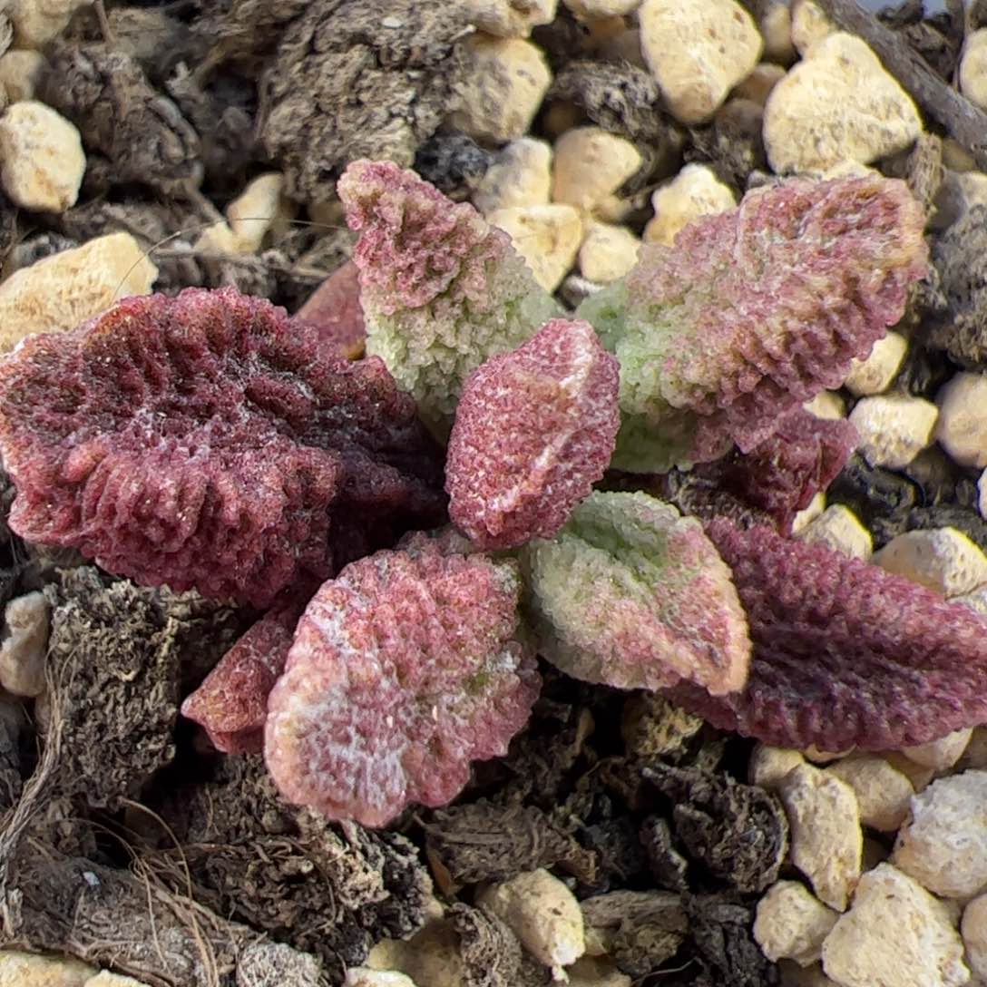 实生新品整颗多肉植物水泡