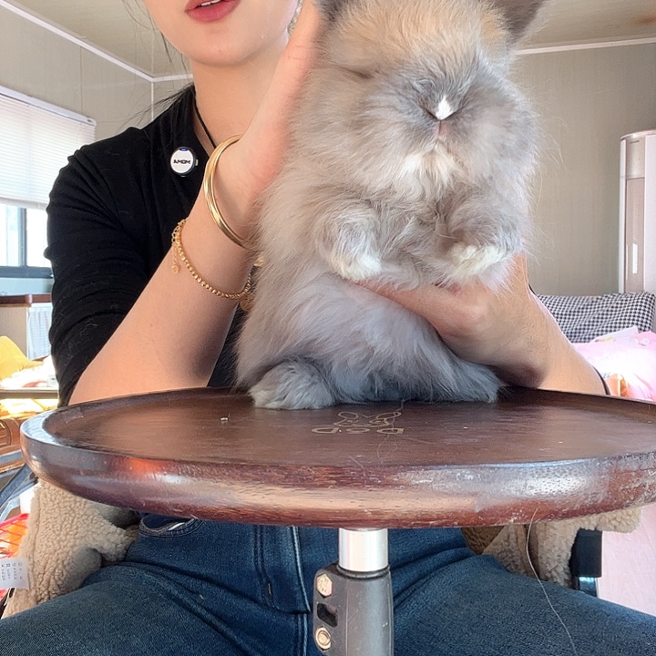 网红安哥拉兔玳瑁色弟弟