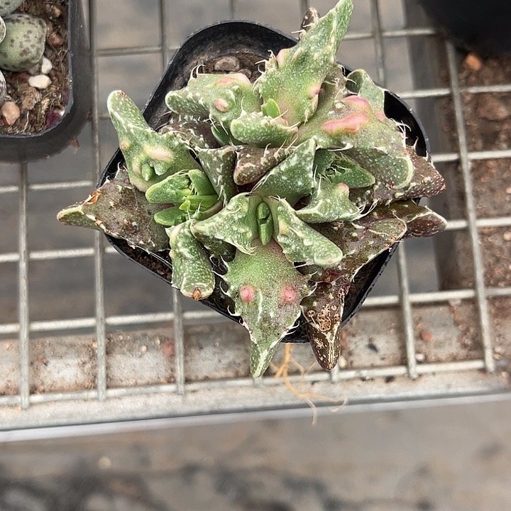 我也不知道我为什么要这样