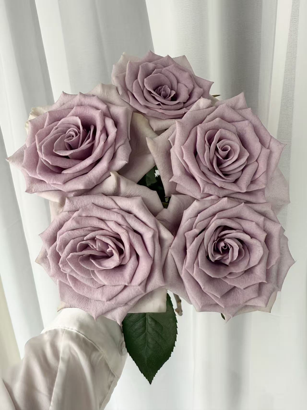 【玫瑰】爆蓝 任拍三单顺丰空运包邮鲜切花家居花店插花