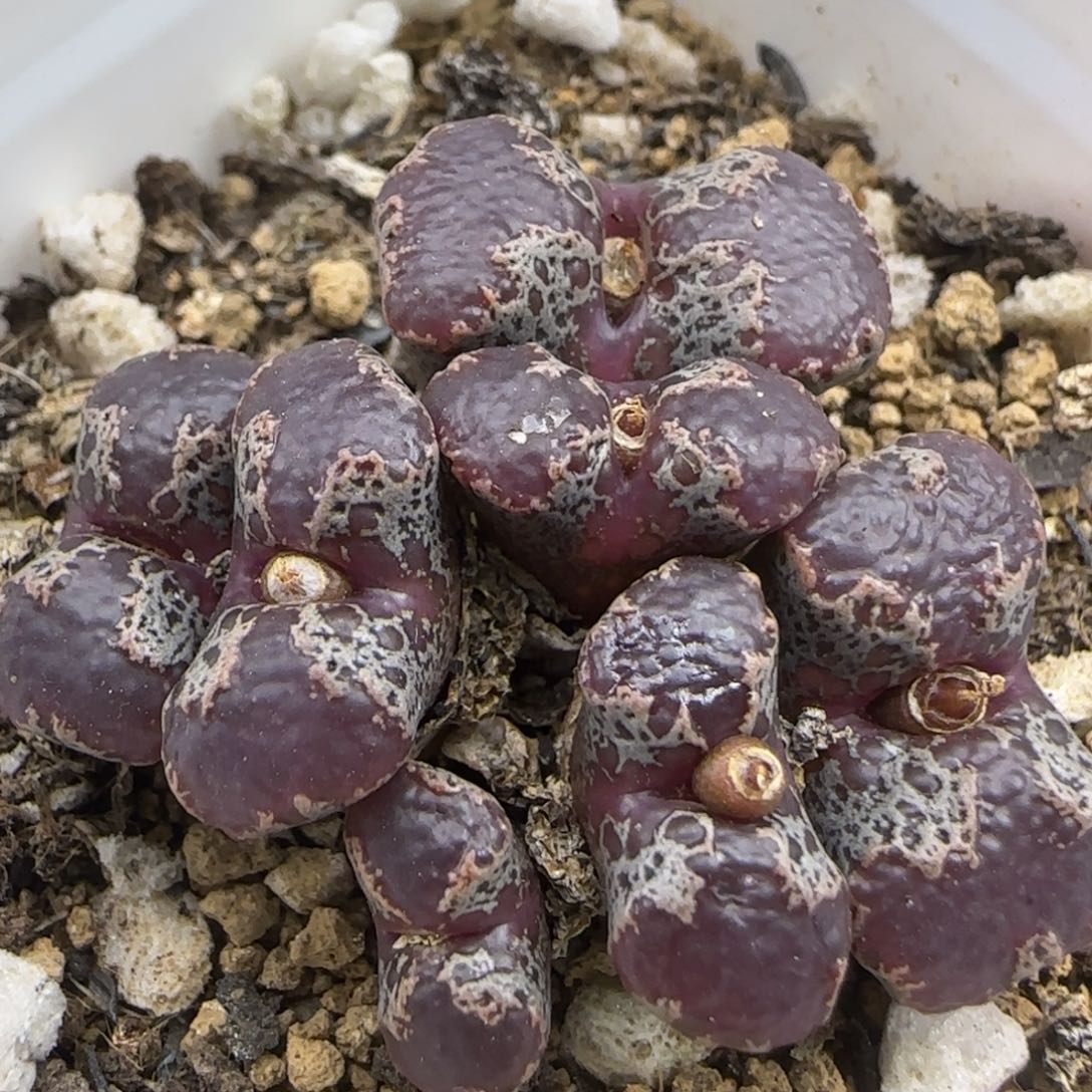 全窗超碟群多肉植物485