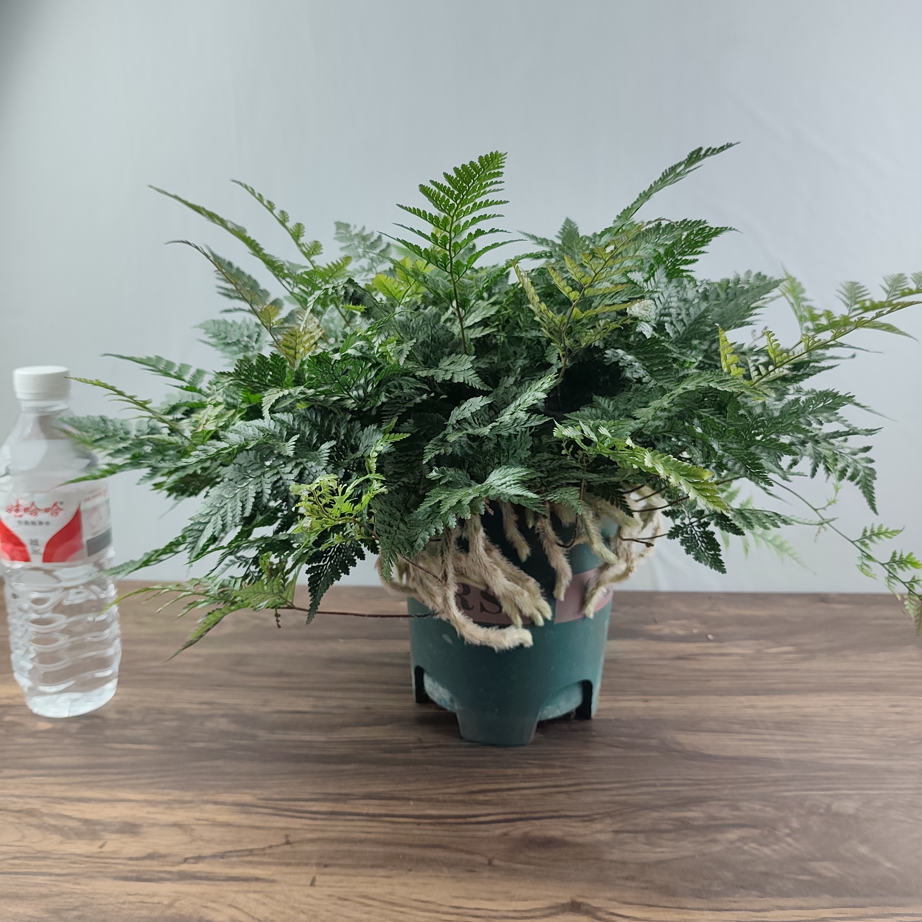 狼尾蕨 大苗大冠幅 蕨类植物 散射光忌暴晒 室内客厅前台书房均可