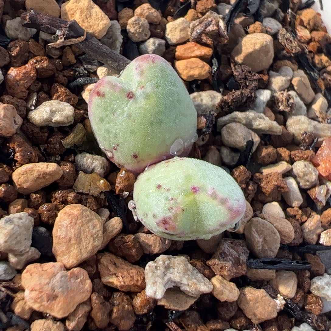 836多肉植物百科