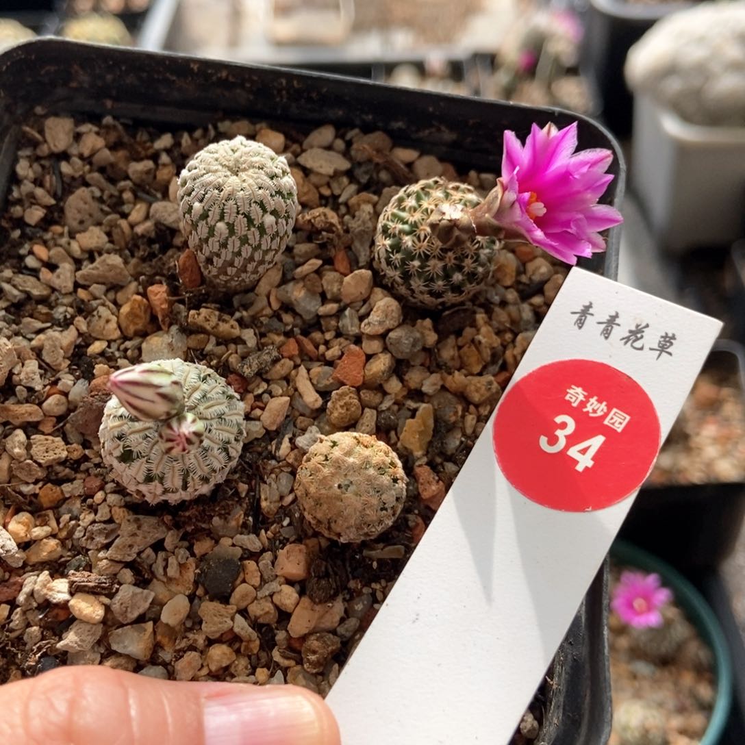 四颗混合球一盒打包